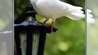  için 0 numaralı resim