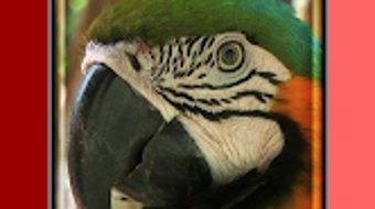 الصورة 0 لـ 
