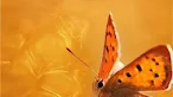 Imagem 0 para 