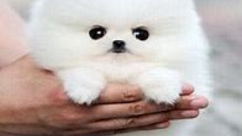 Immagine 0 per 