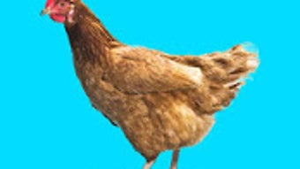 の画像0