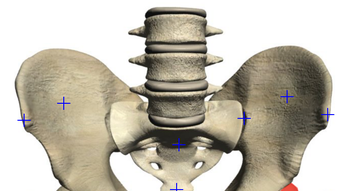 Visual Bones