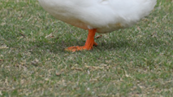 Imagem 0 para 