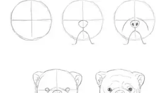 How to draw animals guide