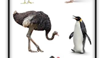 รูปภาพ 0 สำหรับ 