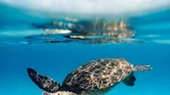 الصورة 0 لـ 