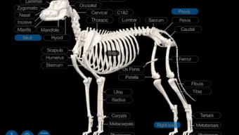 Dog Anatomy: Canine 3D