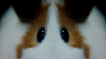Imagem 0 para 