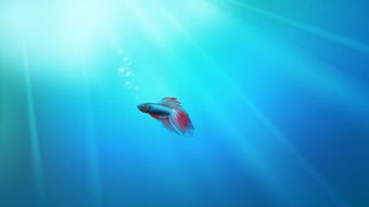  için 0 numaralı resim