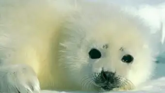 National Geographic Baby Harp Seal Wallpaper