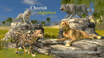 Cheetah Multiplayer