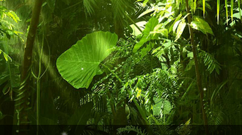 Jungle Live Wallpaper APK for Android - Download