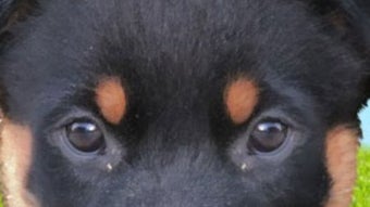 Imagem 0 para 