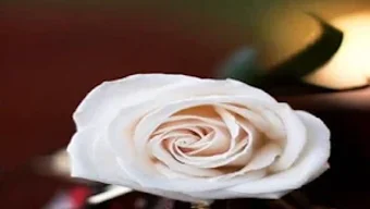 الصورة 0 لـ 