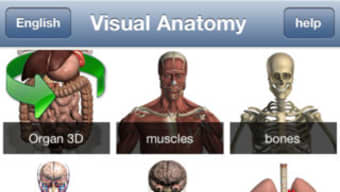 Visual Anatomy