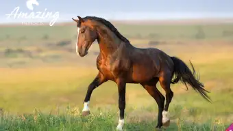 Amazing Horses