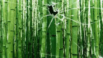 Broken Vista Bamboo Trees Wallpaper