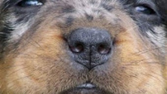 Immagine 0 per 