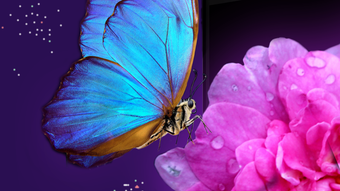 4k Wallpapers  HD Background