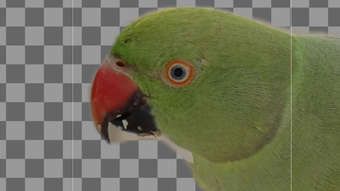 الصورة 0 لـ 