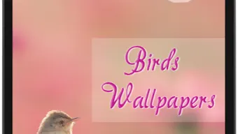 Bird Wallpapers HD