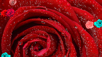  için 0 numaralı resim