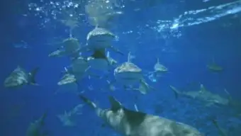 Bikini Sharks Wallpaper