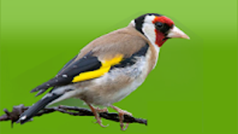 European goldfinch song