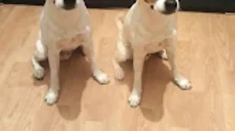 的第0张图片