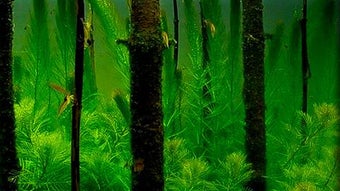 の画像0