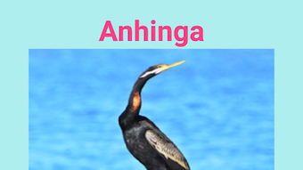 A to Z Birds Name