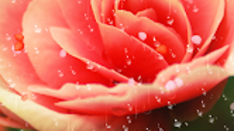 Immagine 0 per 