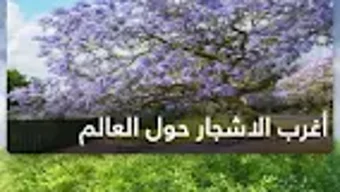 الصورة 0 لـ 