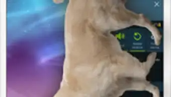 Dog on screen: Woof woof joke simulation