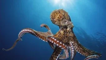 Octopus Wallpapers HD