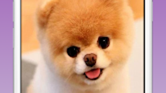 Cute Puppy  Dog Wallpaper