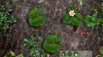 Image 0 for 