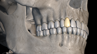 Skeleton 3D Anatomy