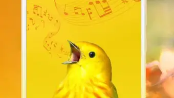 Bird Sounds Calls  Ringtones