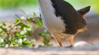 Appp.io - White-breasted waterhen Calls