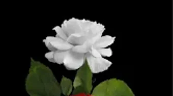 Roses images GIFs - Flowers HD