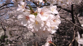 の画像0