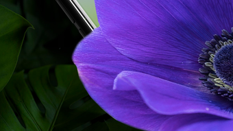 LiLy - Plant Identification