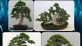 various bonsai plants