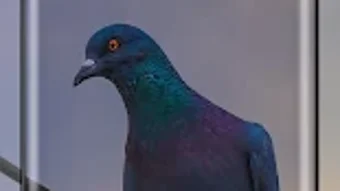 の画像0