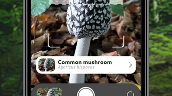 Mushroom Identification ID App