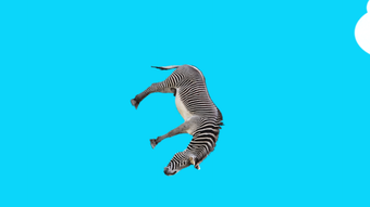 Animal Flipping