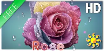 Raindrops Rose Live HD