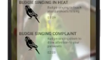 Singing Budgies
