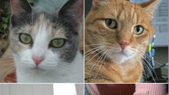  için 0 numaralı resim